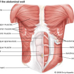Abdominal Muscles anatomy , 4 Abdominal Muscle Anatomy Diagram In Muscles Category