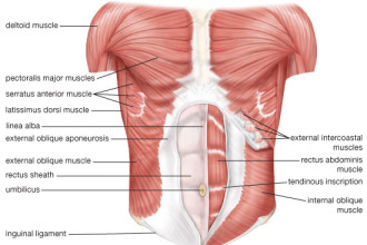 Abdominal Muscles Anatomy , 4 Abdominal Muscle Anatomy Diagram In Muscles Category