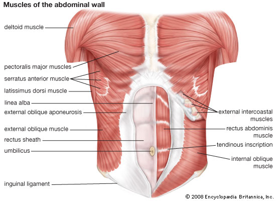 Muscles , 4 Abdominal Muscle Anatomy Diagram : Abdominal Muscles Anatomy