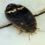 Acilius mediatus water beetle , 7 Water Bug Beetle In Beetles Category