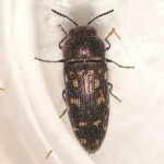 Acmaeodera tubulus , 6 Pictures Of Wood Boring Beetle In Beetles Category
