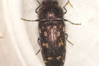 Acmaeodera tubulus in Mammalia