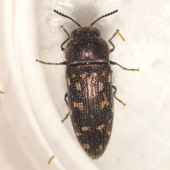 Beetles , 6 Pictures Of Wood Boring Beetle : Acmaeodera Tubulus