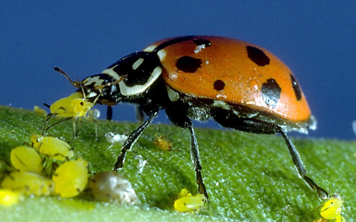 Bug , 8 Lady Bugs Eating Photos : Adult Ladybug Eating Aphids