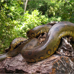 Anacondas of the Amazon Rainforest , 6 Anaconda Rainforest Animals In Reptiles Category