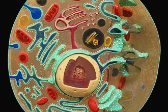 Cell , 3 Cross Section Of An Animal Cell : Animal Cell Cross Section Model