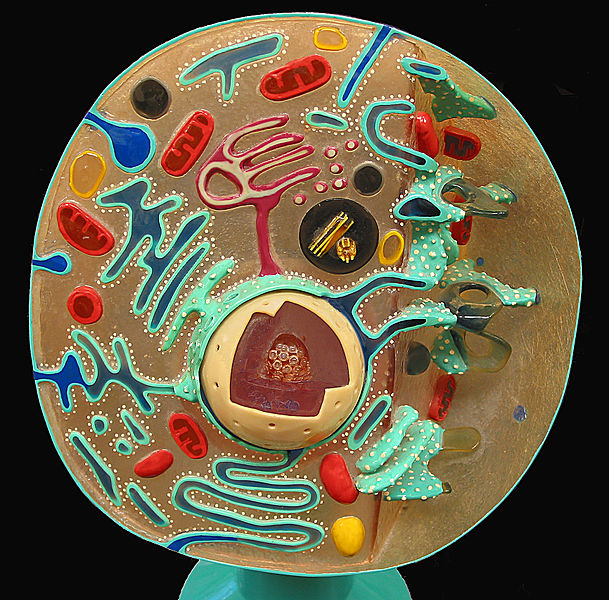 Cell , 3 Cross Section Of An Animal Cell : Animal Cell Cross Section Model