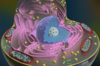 Animal Cell Cross Section Science 3D Models , 2 Pictures Of 3d Animal Cell Project Materials In Cell Category
