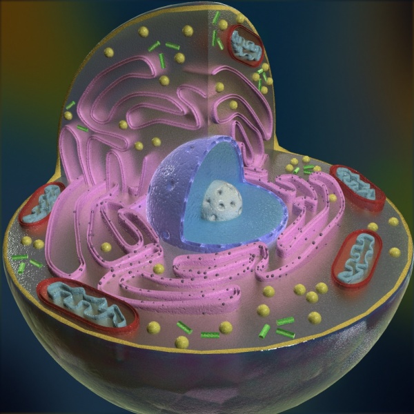 Cell , 2 Pictures Of 3d Animal Cell Project Materials : Animal Cell Cross Section Science 3D Models