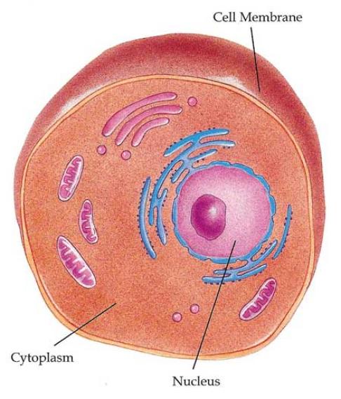 Cell , 4 Cytoplasm In Animal Cell Pictures : Animal Cell Cytoplasm