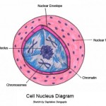 Animal Cell Nucleus , 5 Animal Cell Nucleus Pictures In Cell Category
