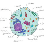 Animal Cell Structure drawing for student , 5 Animal Cell Drawing In Cell Category