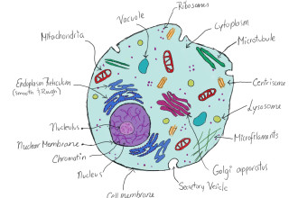 Animal Cell Structure Drawing For Student , 5 Animal Cell Drawing In Cell Category