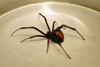 Australian Redback Spider , 7 Redback Spider Photo In Spider Category