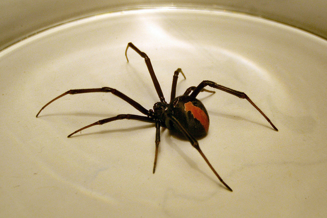 Spider , 7 Redback Spider Photo : Australian Redback Spider
