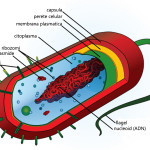 Average prokaryote cell , 7 Prokaryotic Cell Pictures In Cell Category