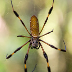Banana Spider or Golden Silk Spider , 6 Brown Banana Spiders In Spider Category