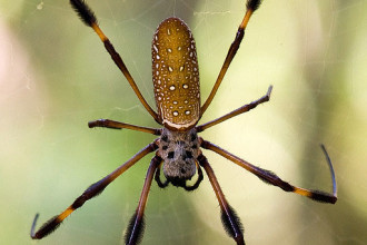 Banana Spider Or Golden Silk Spider , 6 Brown Banana Spiders In Spider Category