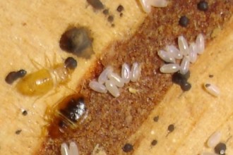 Bed Bug Eggs 1 in Plants