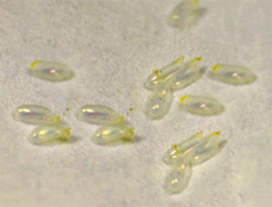 Bed Bug Eggs 4 , 7 Images Of Bed Bug Eggs In Bug Category