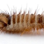 Bed Bugs First Stage Larvae , 6 Bed Bug Larvae Photos In Bug Category