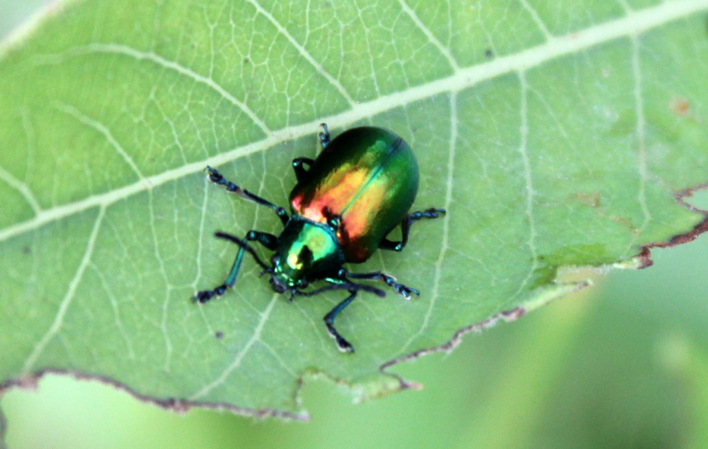 Beetle Bug pic 1