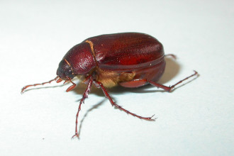 Beetle Bug Pic 3 , 6 Beetle Bug Picture In Beetles Category