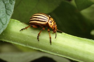 Beetle Bug Pic 4 , 6 Beetle Bug Picture In Beetles Category