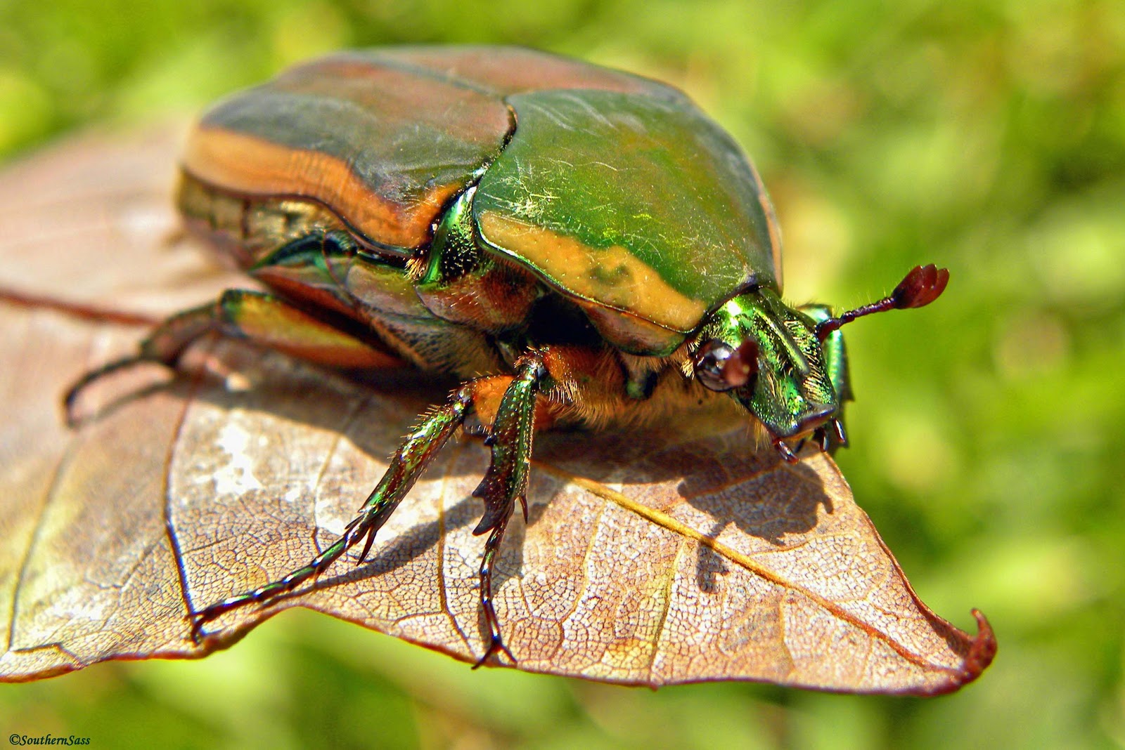 beetle-bug-pic-5-biological-science-picture-directory-pulpbits