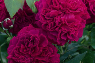 Best English Rose Varieties , 6 Old Roses Varieties In Plants Category