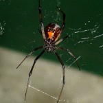 Black Widow Spider , 5 Black Widow Spider Fact In Spider Category