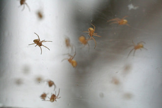 Black Widow Spider Babies in Cell