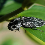 Black and white beetle , 6 White Beetle Bug In Beetles Category