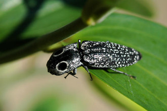 Black And White Beetle , 6 White Beetle Bug In Beetles Category