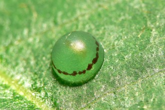 Blue Morpho Butterfly Egg Pic 1 , 6 Blue Morpho Butterfly Eggs Pictures In Butterfly Category