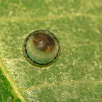 Blue Morpho Butterfly Egg pic 2 , 6 Blue Morpho Butterfly Eggs Pictures In Butterfly Category