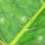 Blue Morpho Butterfly Egg pic 3 , 6 Blue Morpho Butterfly Eggs Pictures In Butterfly Category