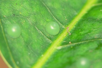 Blue Morpho Butterfly Egg Pic 3 , 6 Blue Morpho Butterfly Eggs Pictures In Butterfly Category