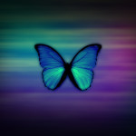 Blue Morpho Butterfly HD Wallpapers , 6 Blue Morpho Butterfly Wallpapers In Butterfly Category