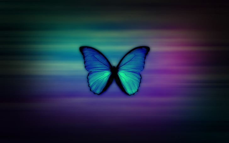 Butterfly , 6 Blue Morpho Butterfly Wallpapers : Blue Morpho Butterfly HD Wallpapers