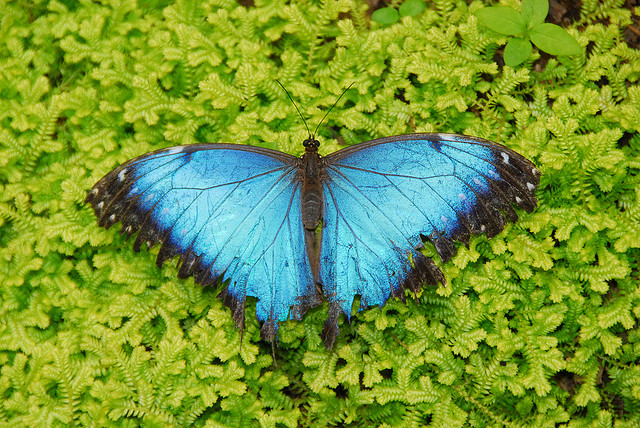 Butterfly , 6 Blue Morpho Butterfly Wallpapers : Blue Morpho Butterfly Image For Desktop