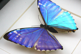 Blue Morpho Butterfly Specimen For Study , 7 Blue Morpho Butterfly Specimen In Butterfly Category