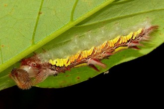 Blue Morpho Caterpillar , 6 Blue Morpho Caterpillar Photos In Butterfly Category