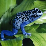 Blue Poison Dart Frog  Endangered of the Rainforest , 7 Endangered Animals In The Amazon Rainforest In Animal Category