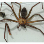 Brown Recluse Spider Pictures , 6 Brown Lacrosse Spider Pictures In Spider Category