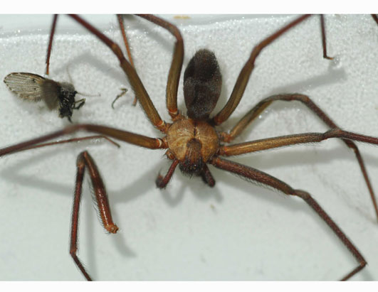 Spider , 6 Brown Lacrosse Spider Pictures : Brown Recluse Spider Pictures