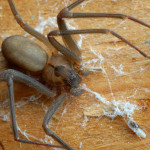 Brown Recluse Spider photo , 6 Brown Lacrosse Spider Pictures In Spider Category