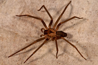Brown Spiders Found In Florida , 6 Brown Spider Florida In Spider Category