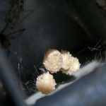 Brown Widow Spider Egg Sacks , 9 Brown Spider Egg Photos In Spider Category