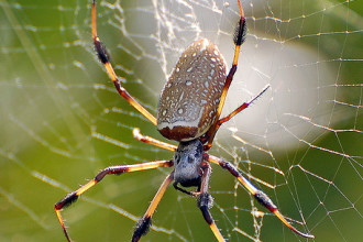 Brown Widow Spider From Florida , 6 Brown Spider Florida In Spider Category